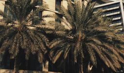palm trees saudi arabia