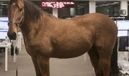 a stallion on a trading floor 