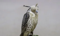 a bird of prey in a hood 
