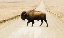 Buffalo on the road