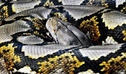 10 Python questions from a top hedge fund