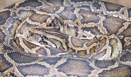 Python