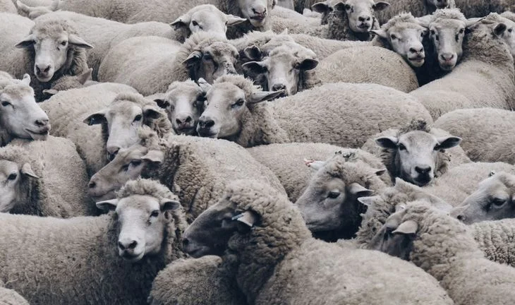sheep 