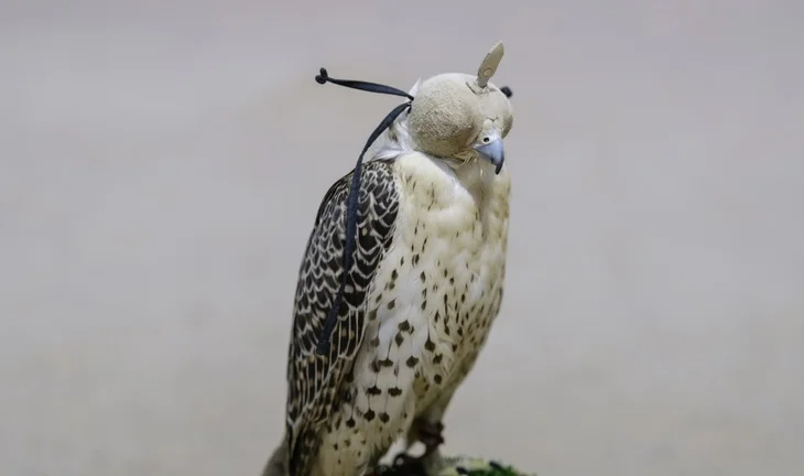 a bird of prey in a hood 
