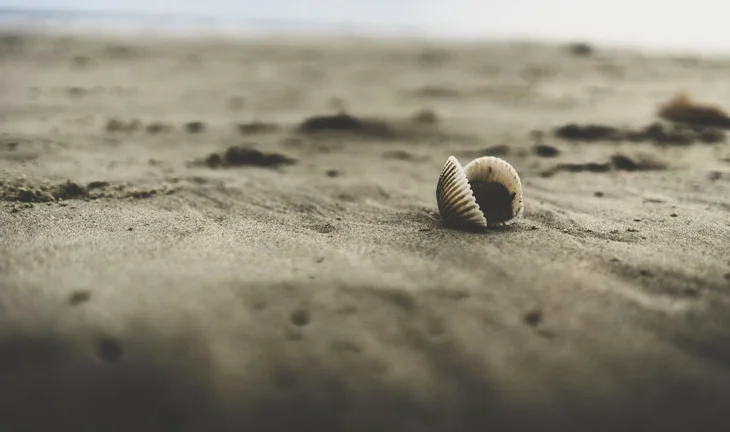 A shell in the sand 