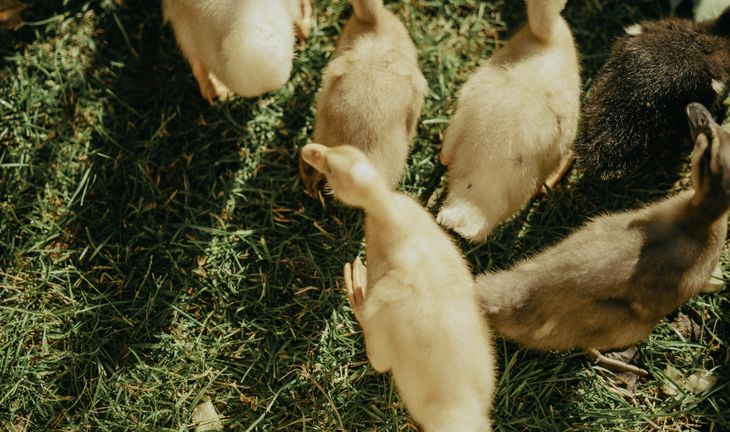 ducklings, both yellow and brown 
