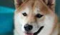 Goldman Sachs London MD said to quit after making a fortune on Dogecoin