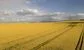 oilseed rape field 